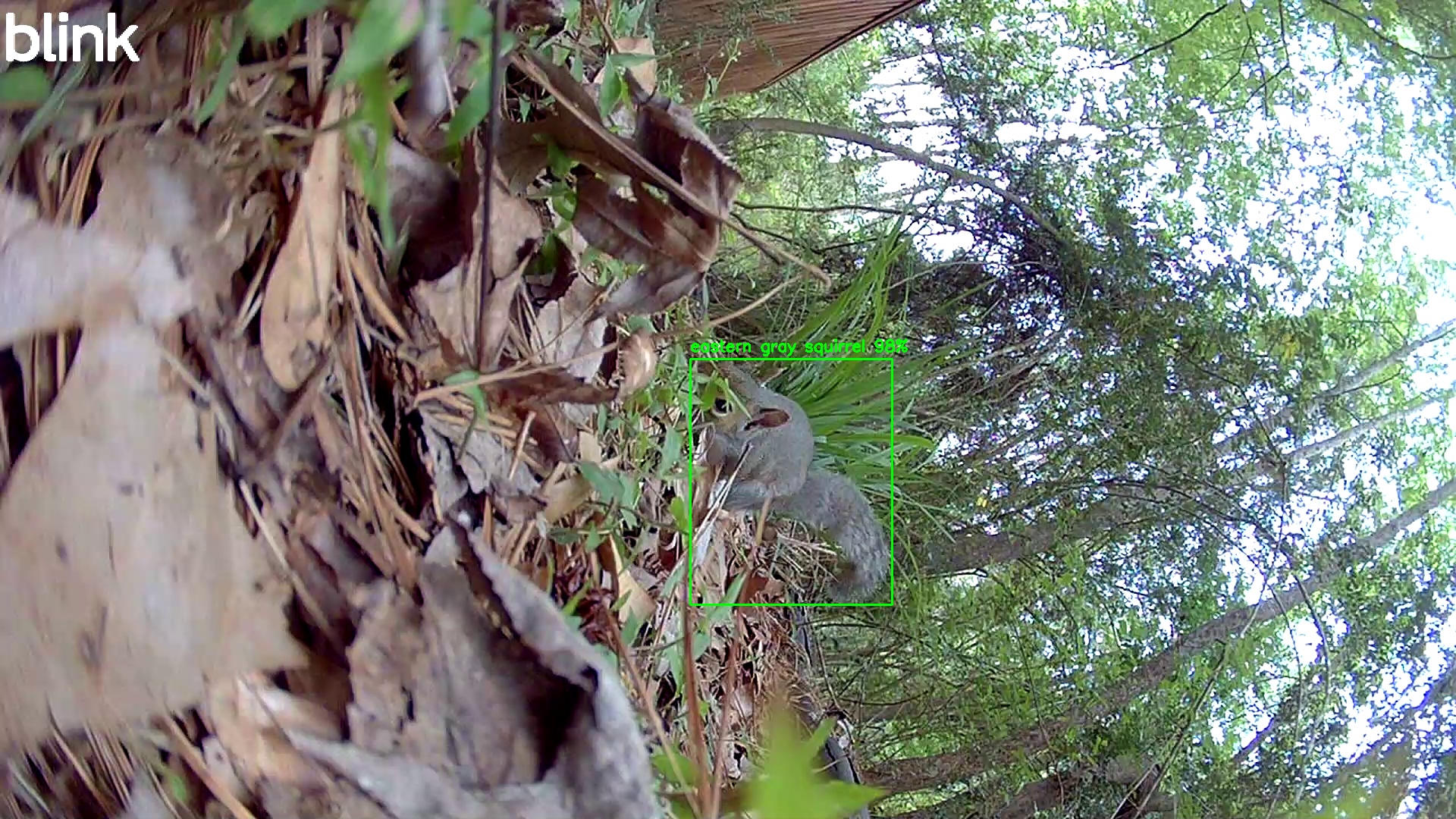 eastern gray squirrel