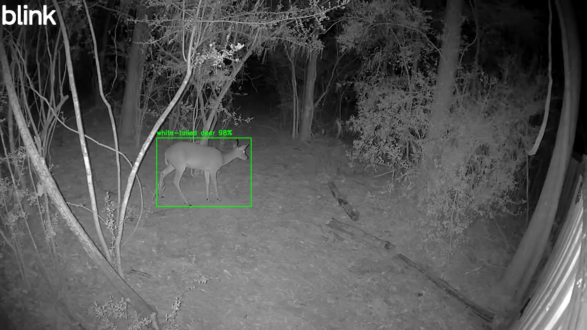 white-tailed deer