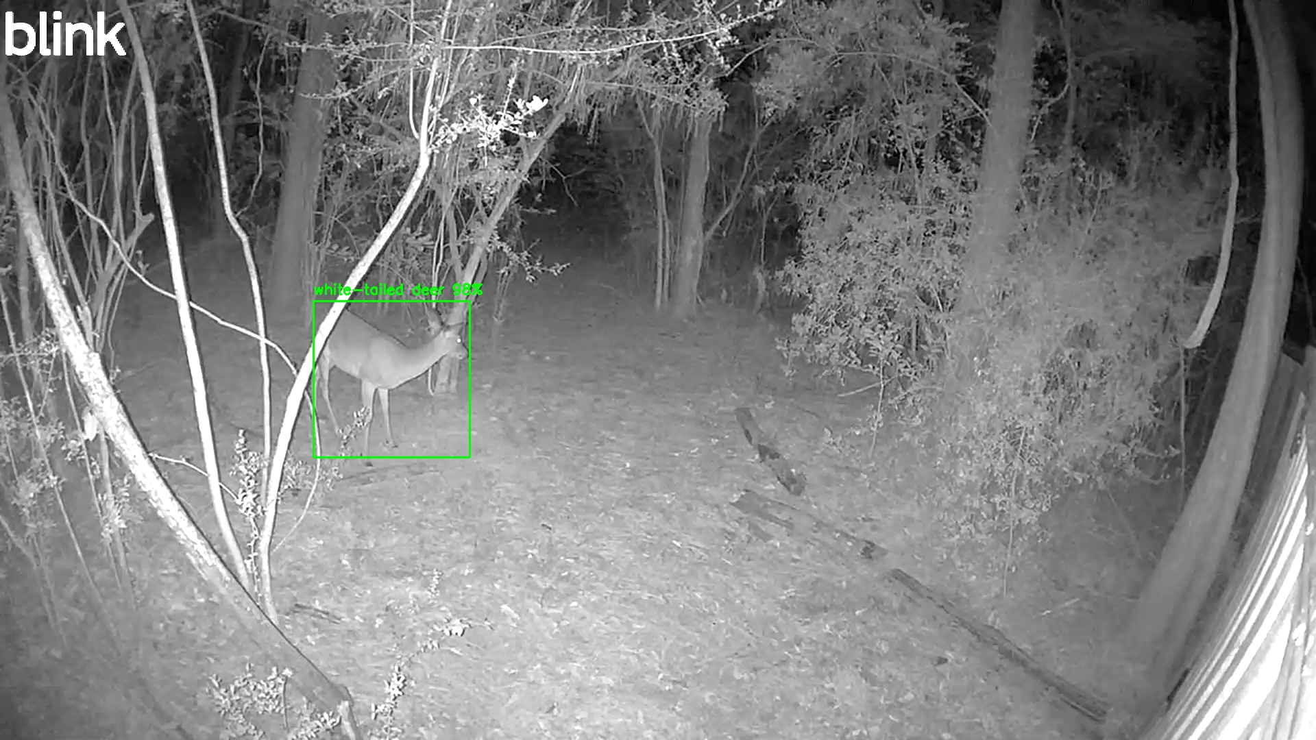 white-tailed deer