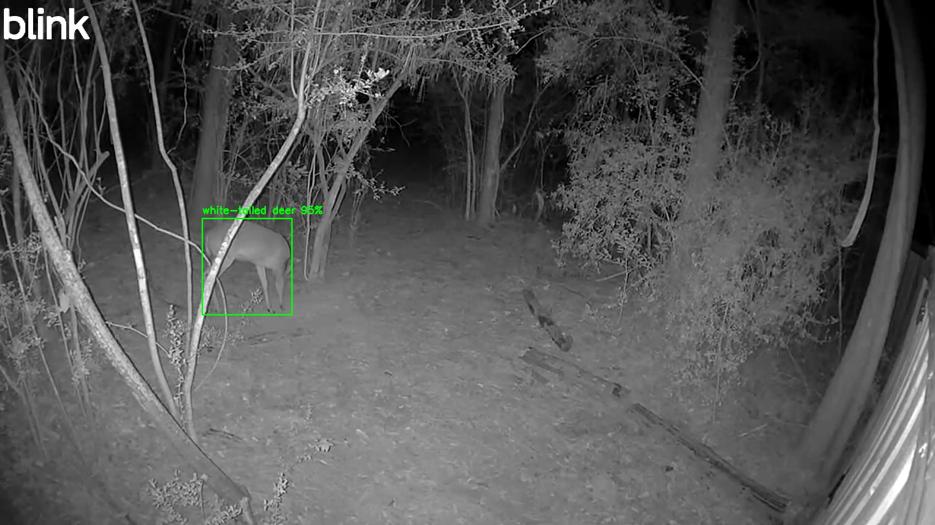 white-tailed deer