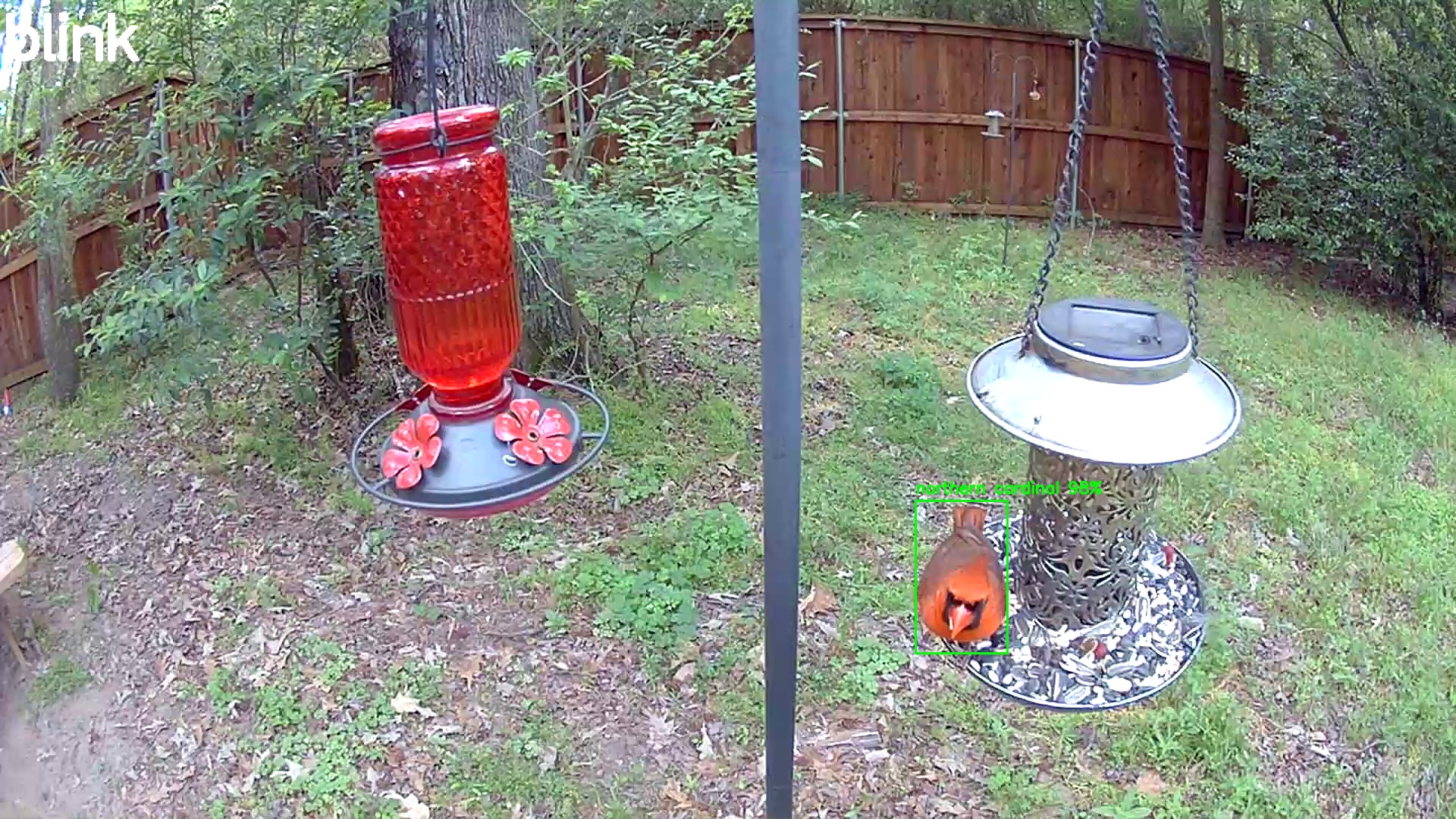 northern cardinal