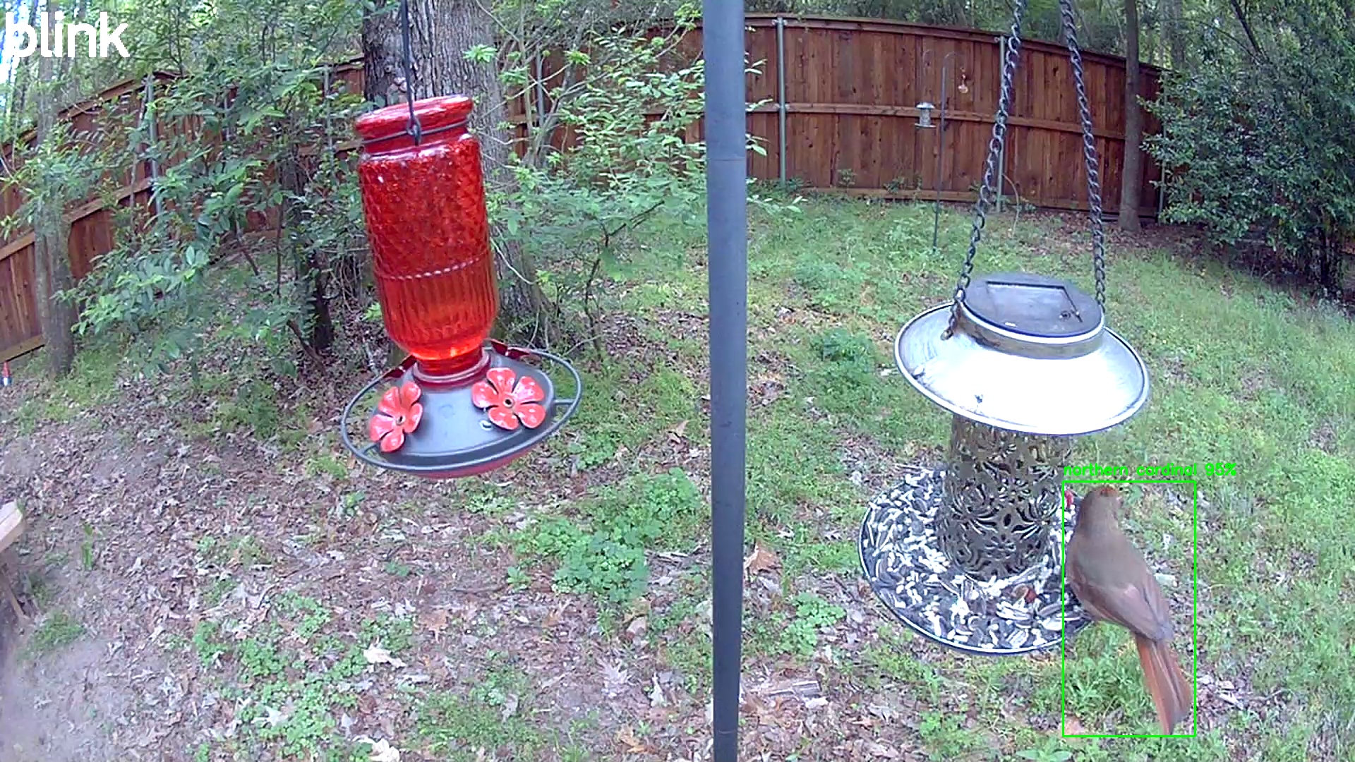 northern cardinal