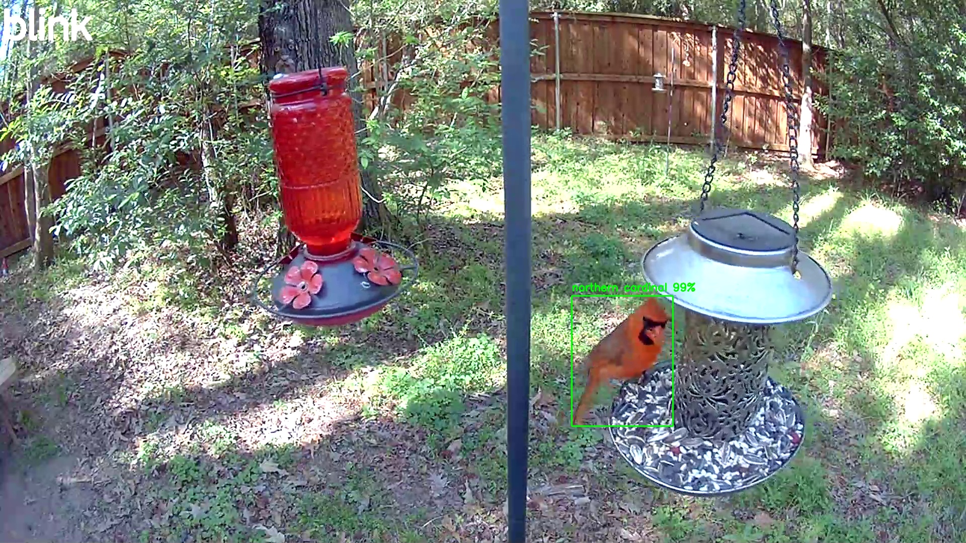 northern cardinal