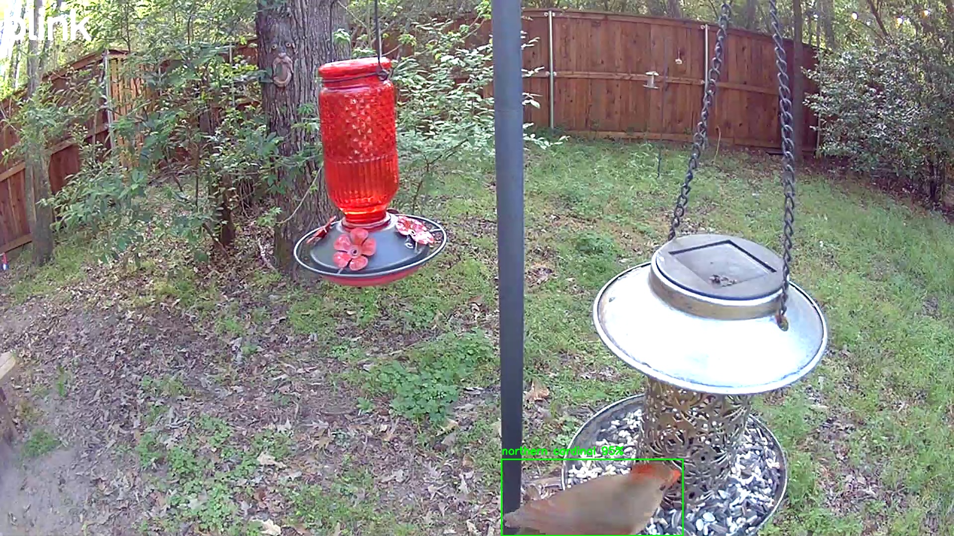 northern cardinal