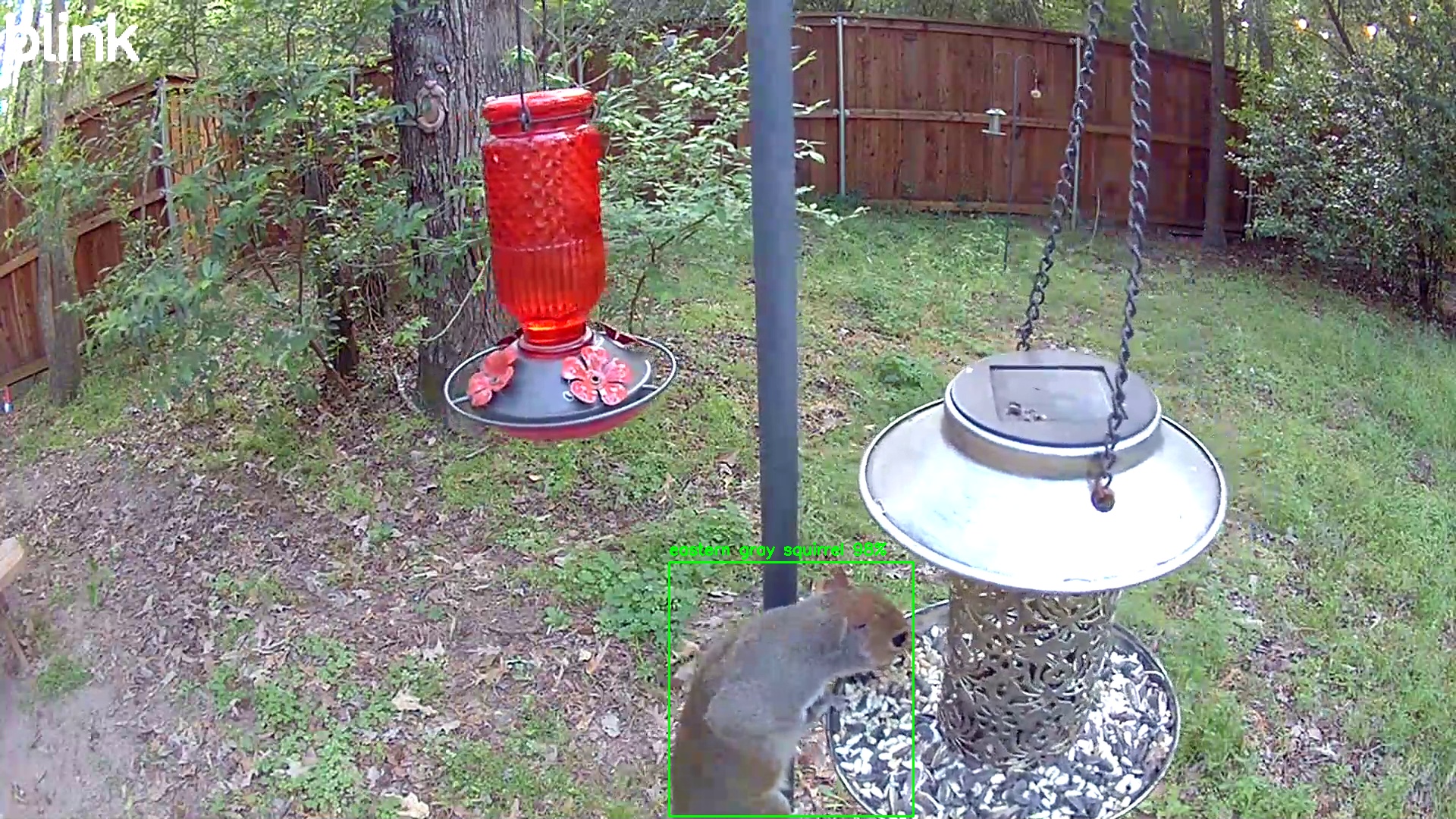 eastern gray squirrel