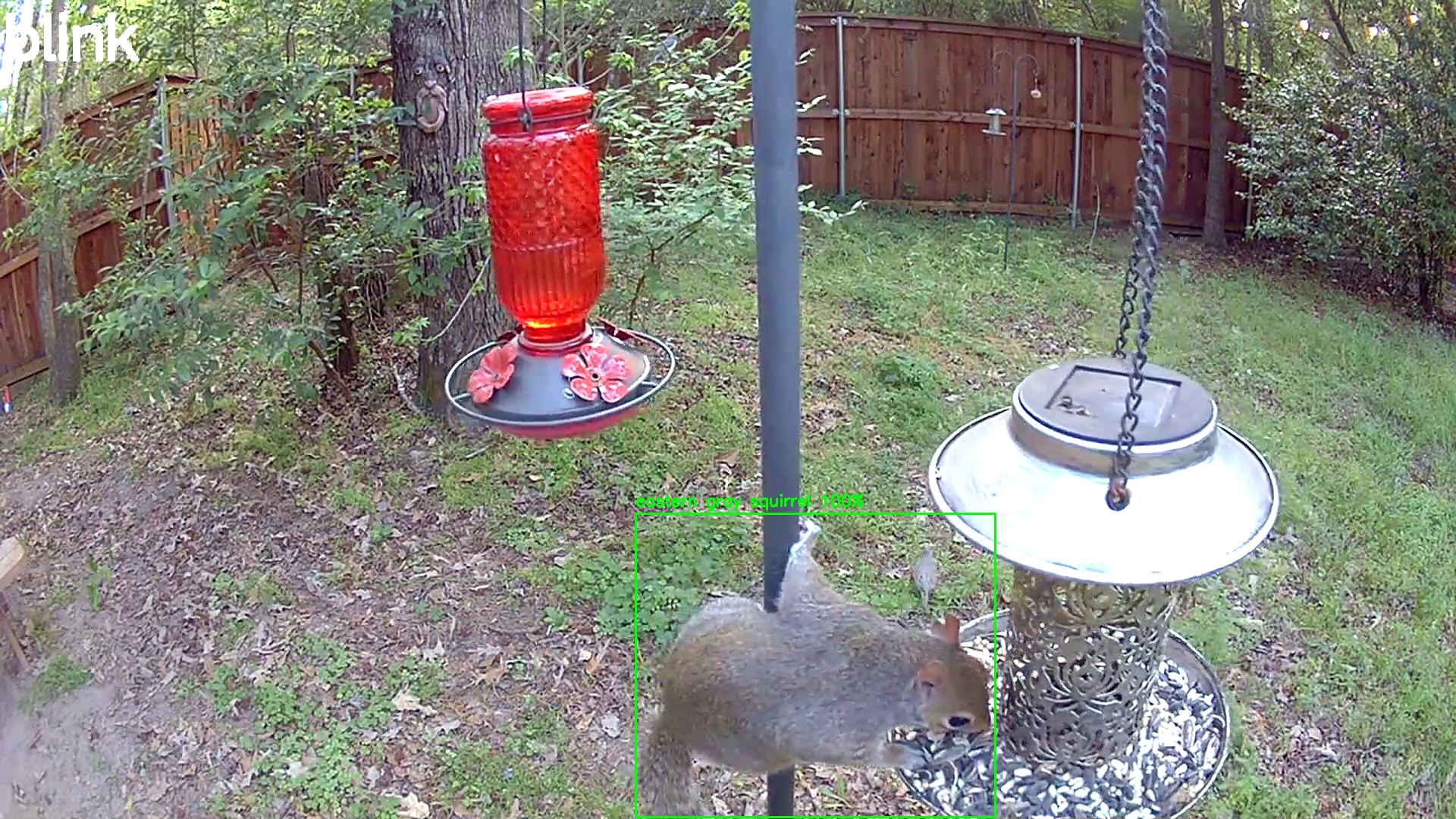 eastern gray squirrel