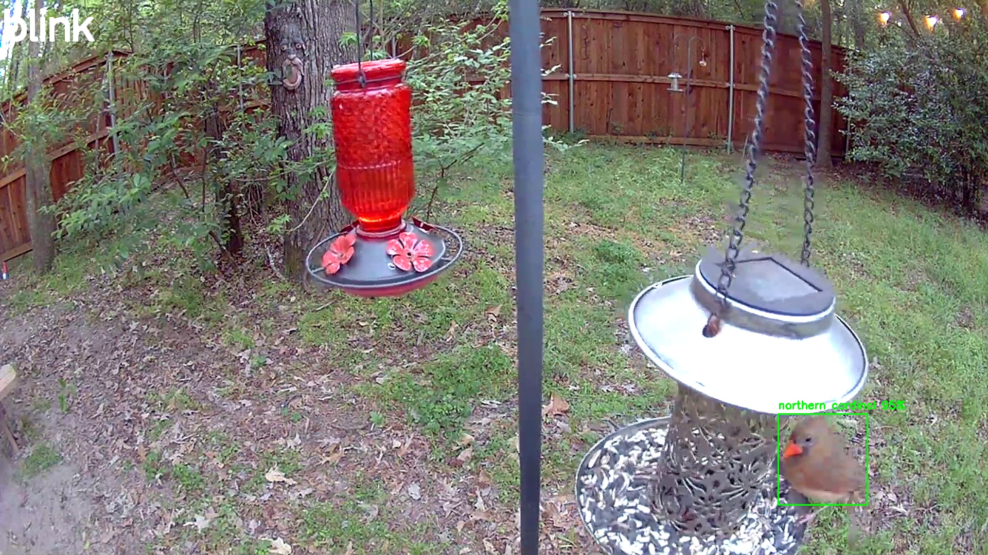 northern cardinal