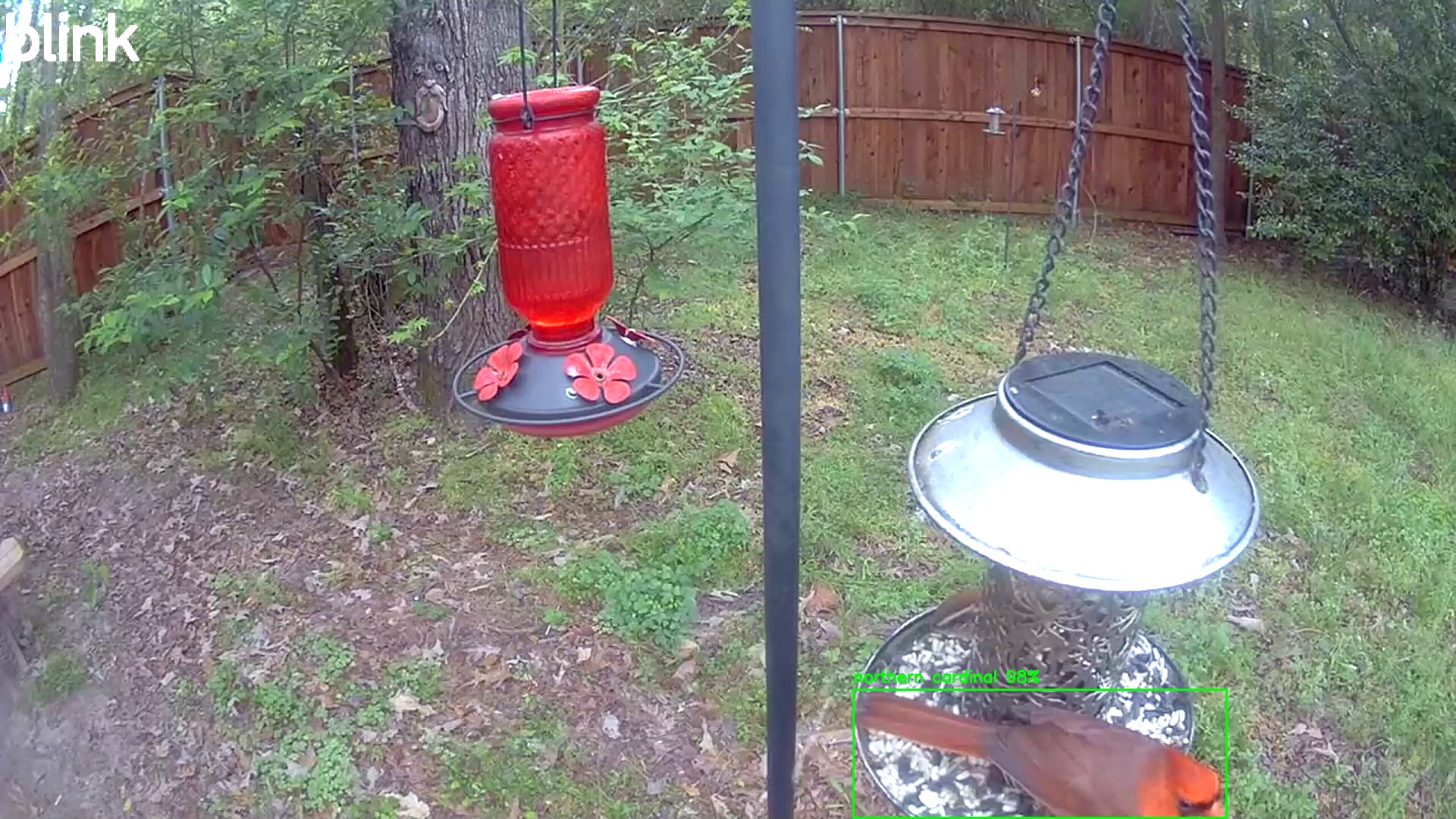 northern cardinal