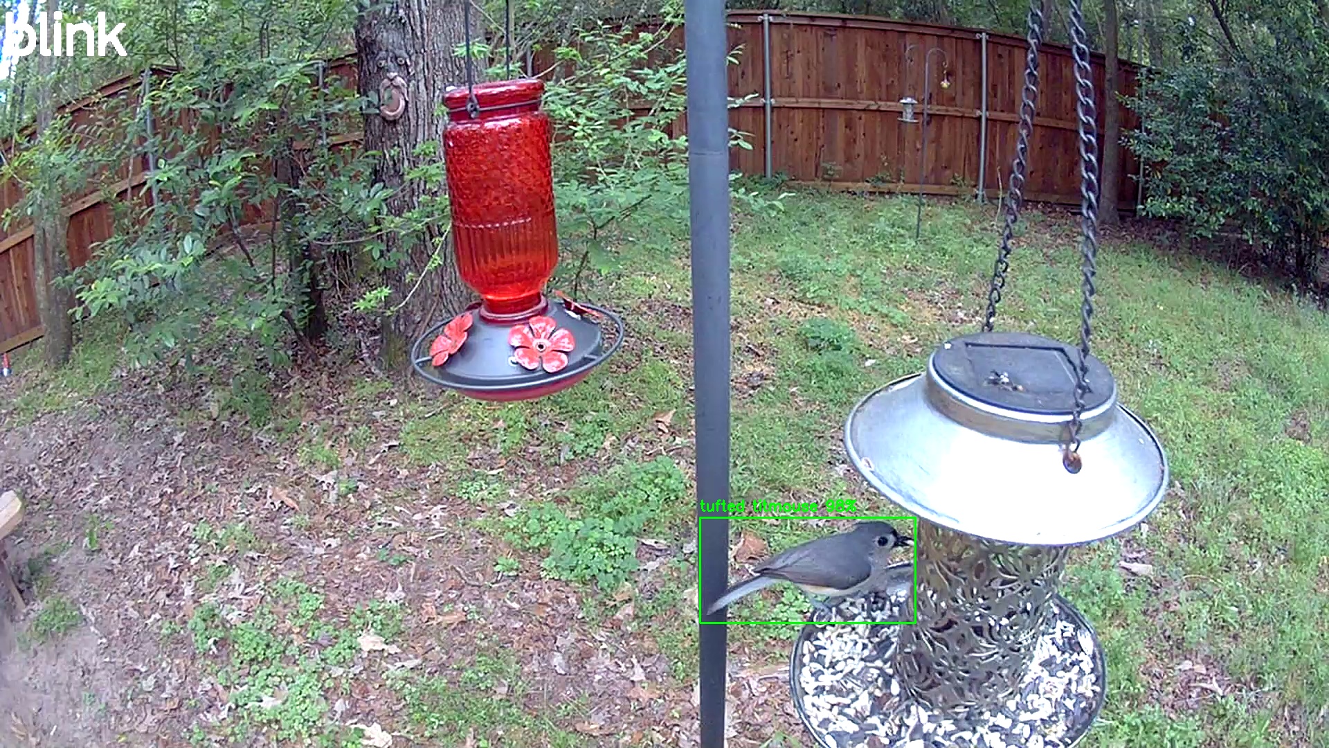 tufted titmouse