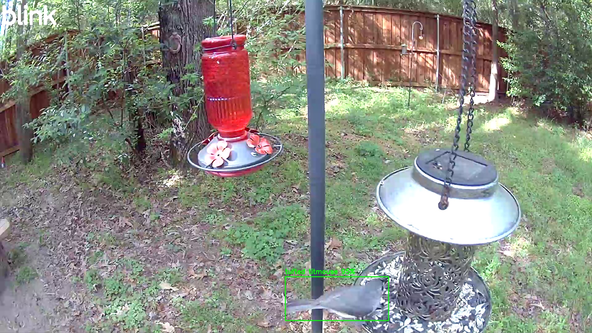 tufted titmouse