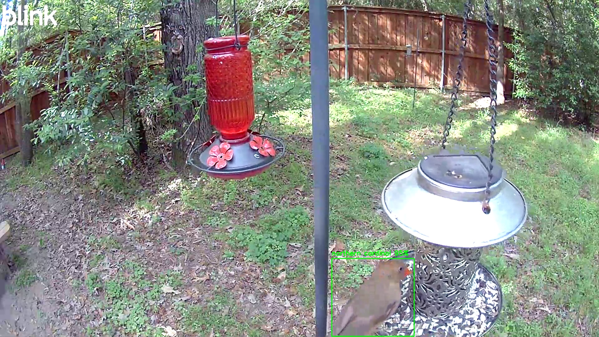 northern cardinal