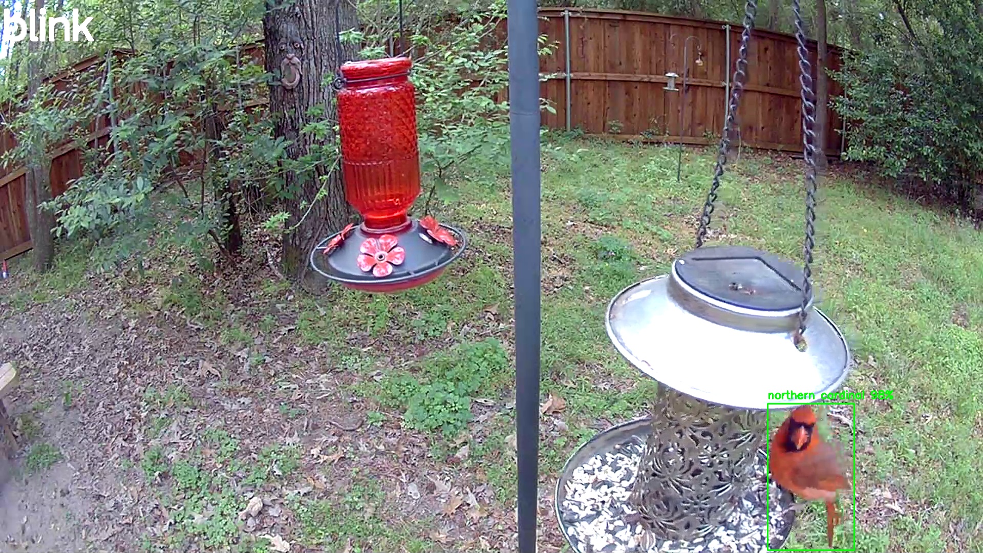 northern cardinal