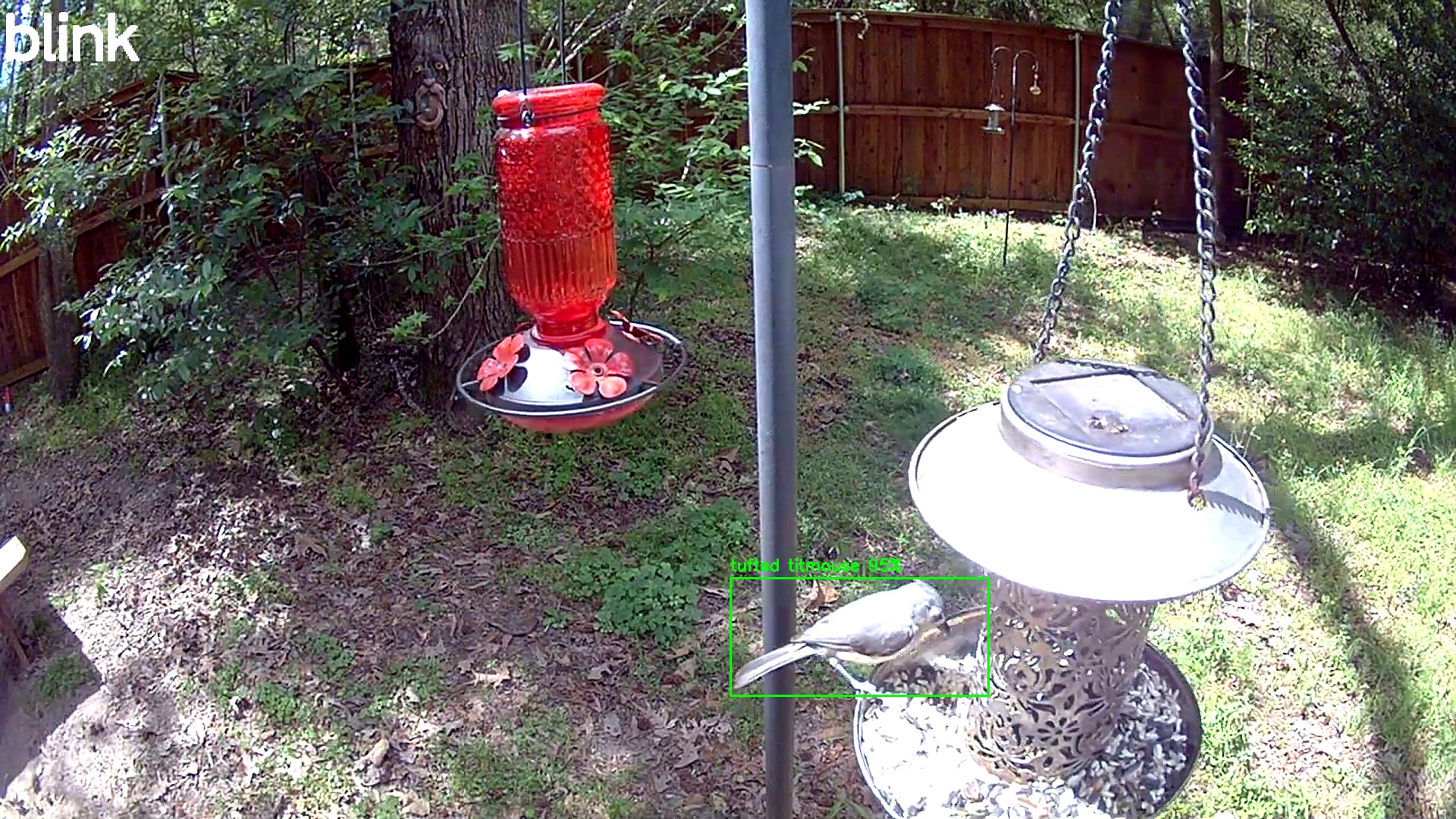 tufted titmouse