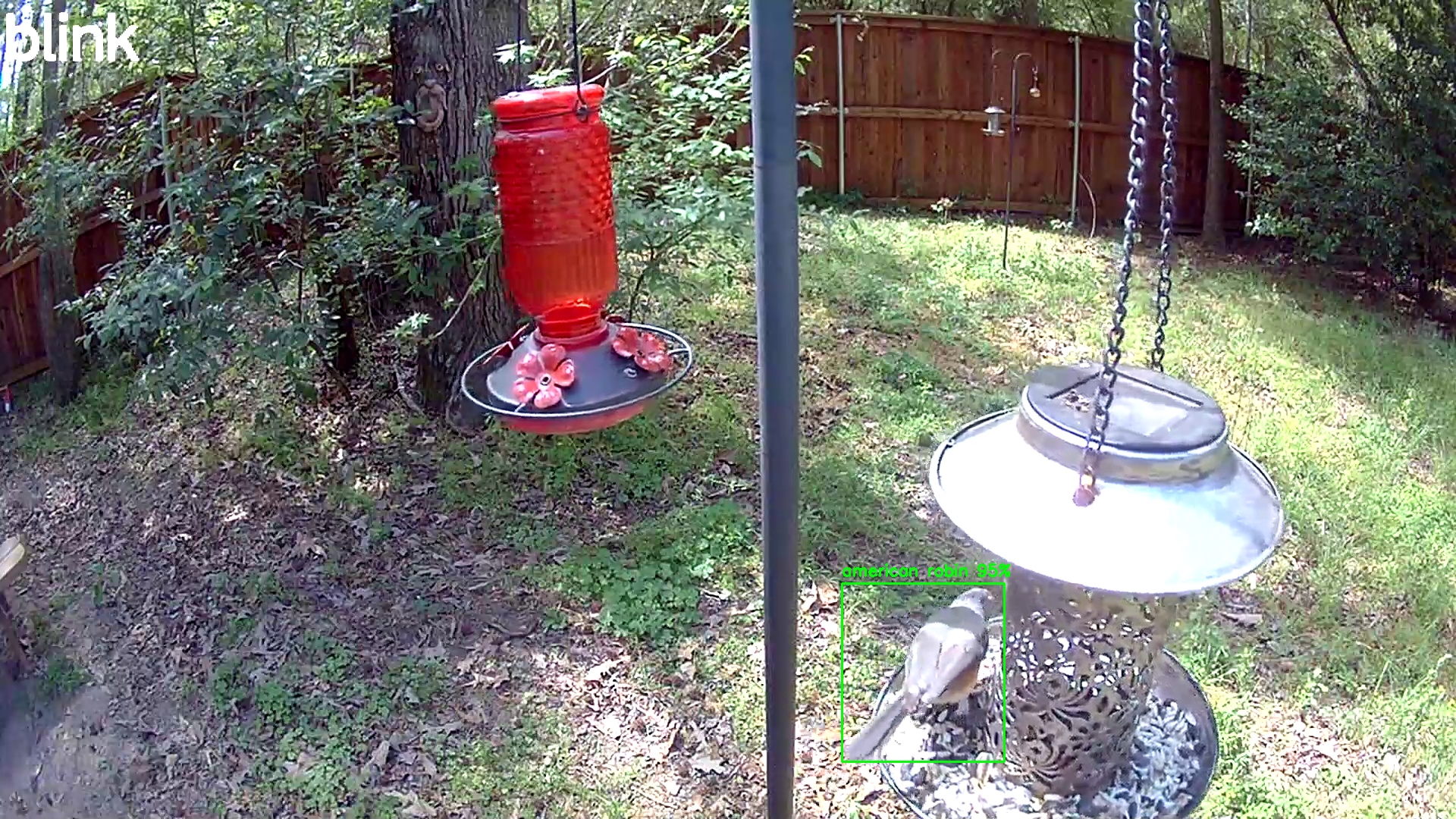 american robin