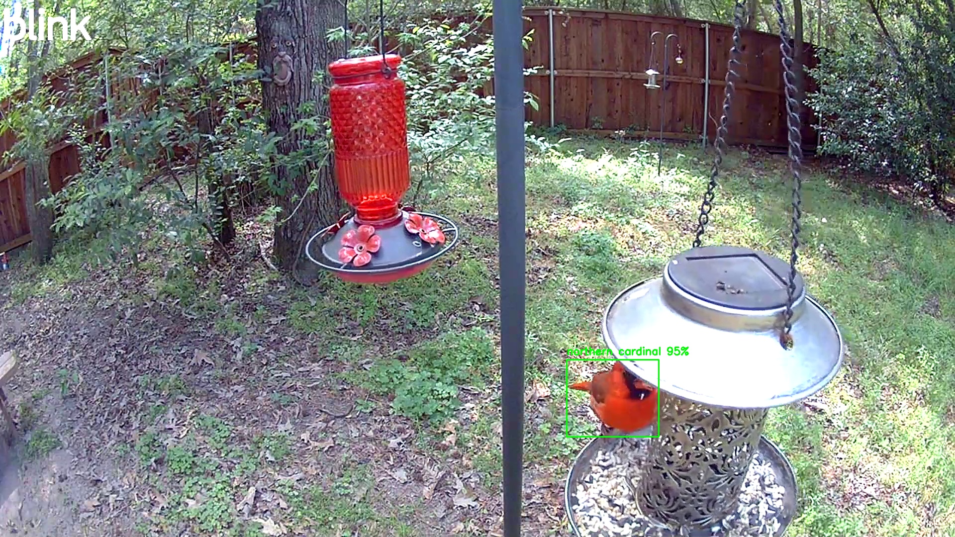 northern cardinal