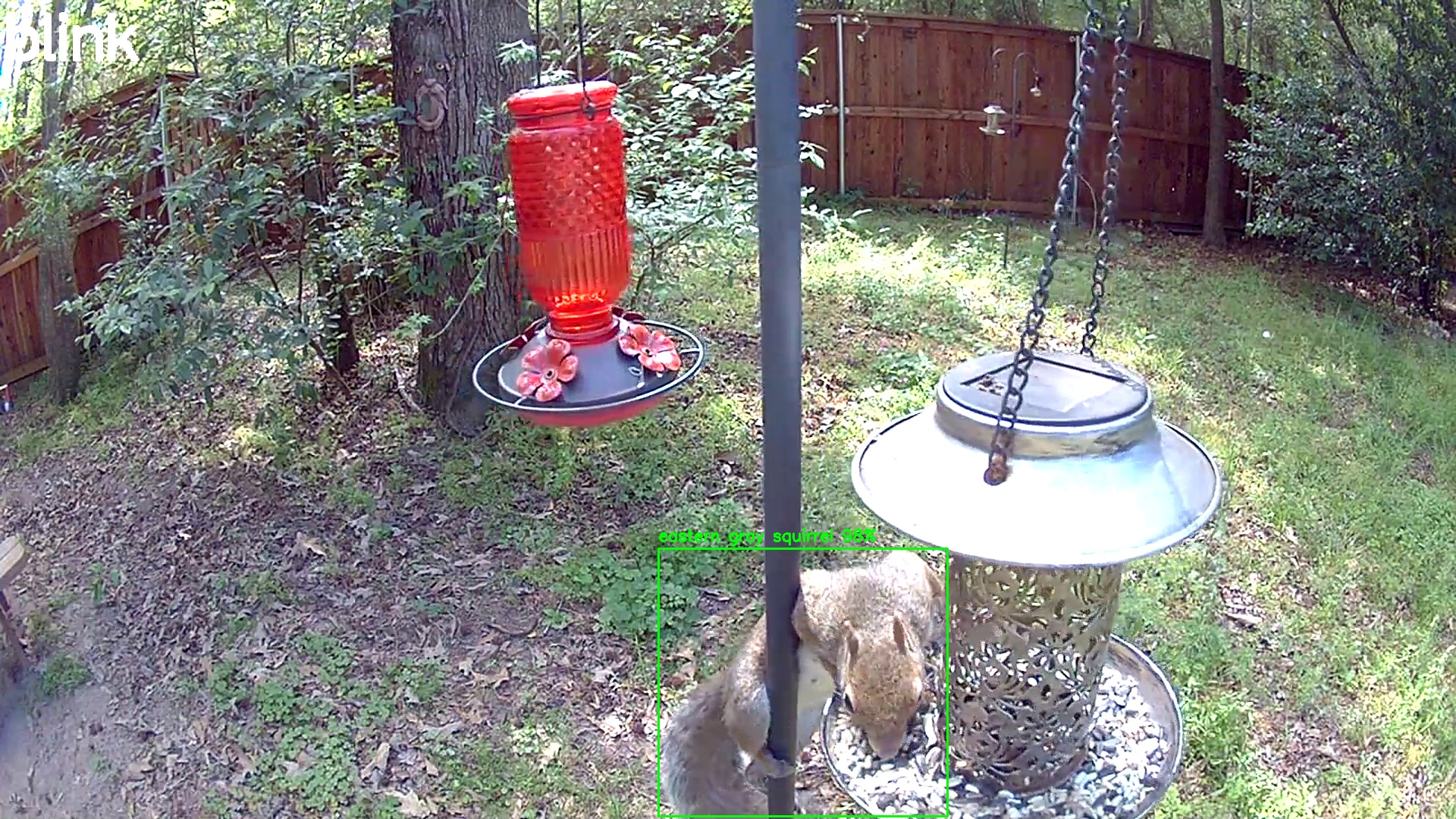 eastern gray squirrel