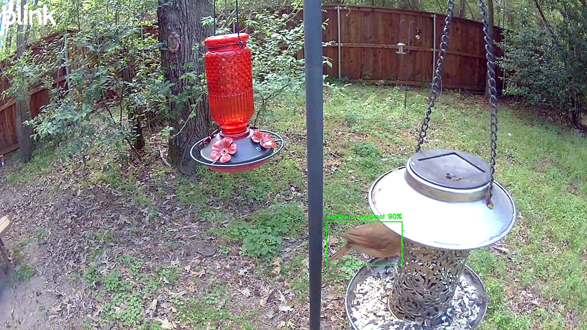northern cardinal
