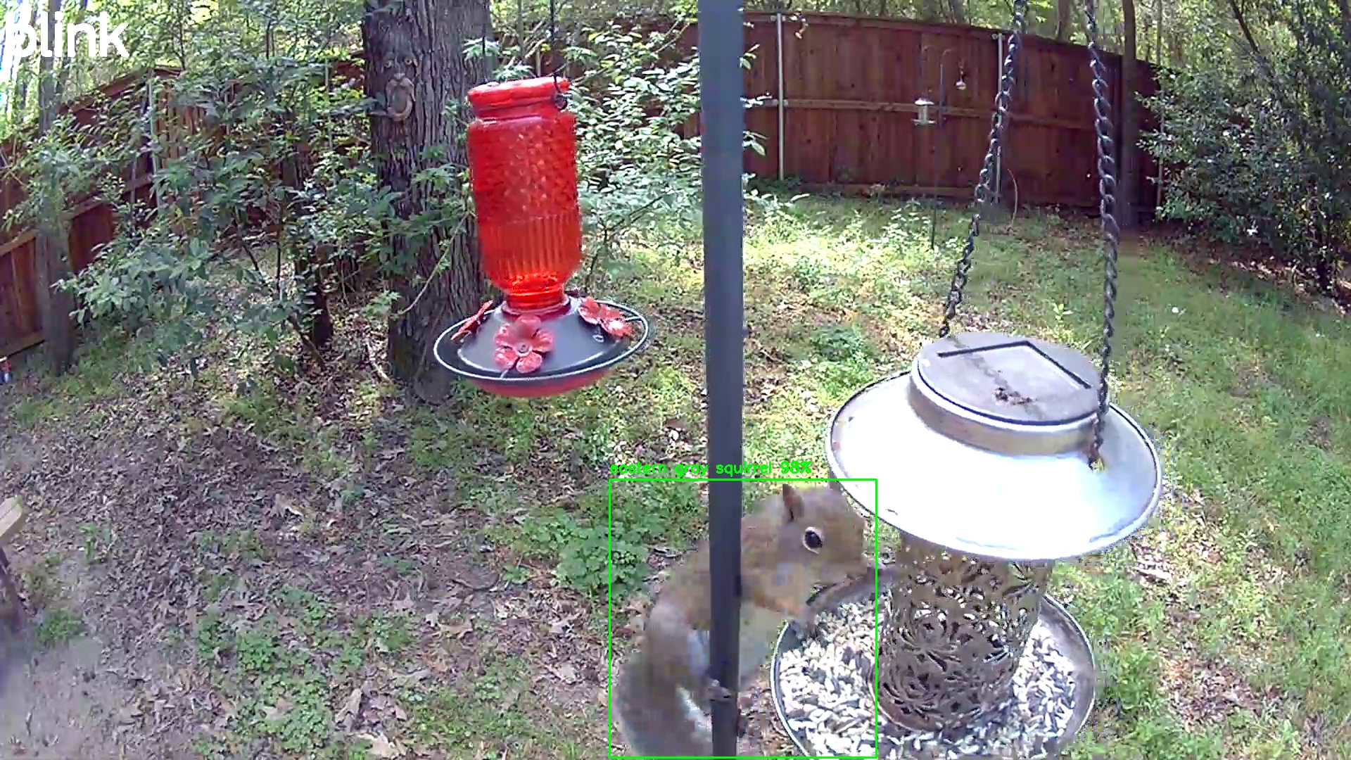 eastern gray squirrel
