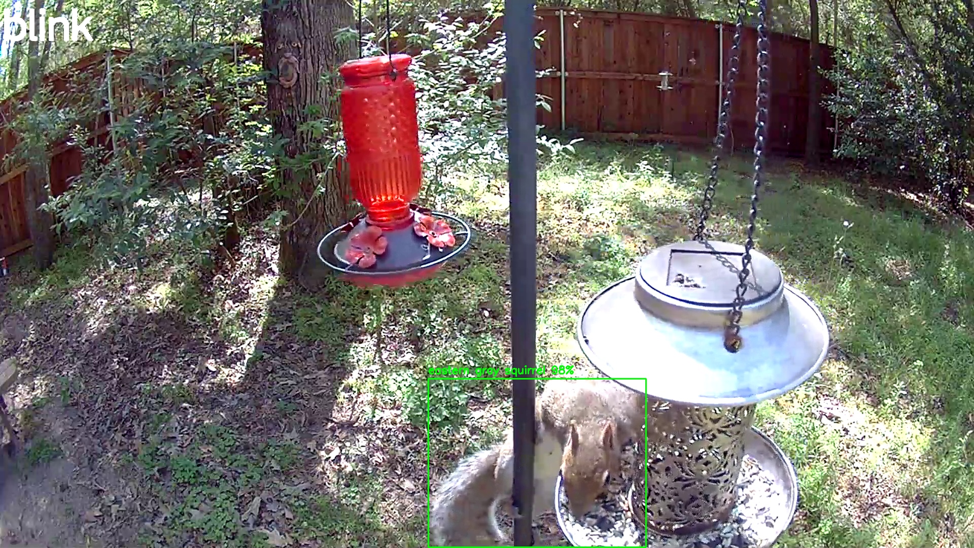 eastern gray squirrel