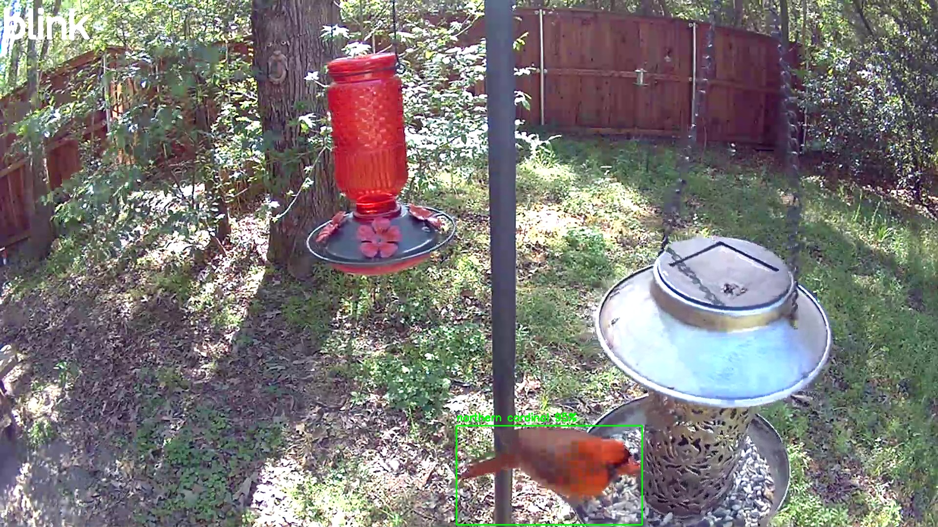 northern cardinal