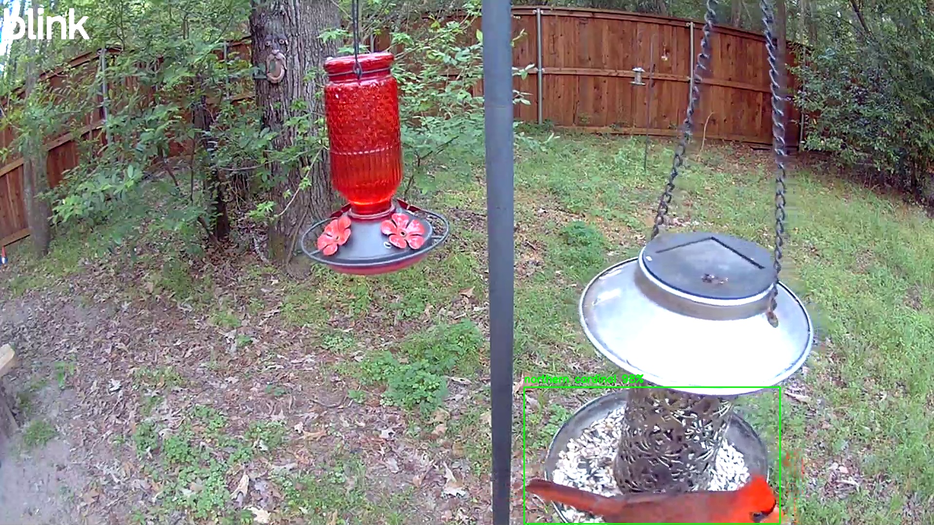 northern cardinal