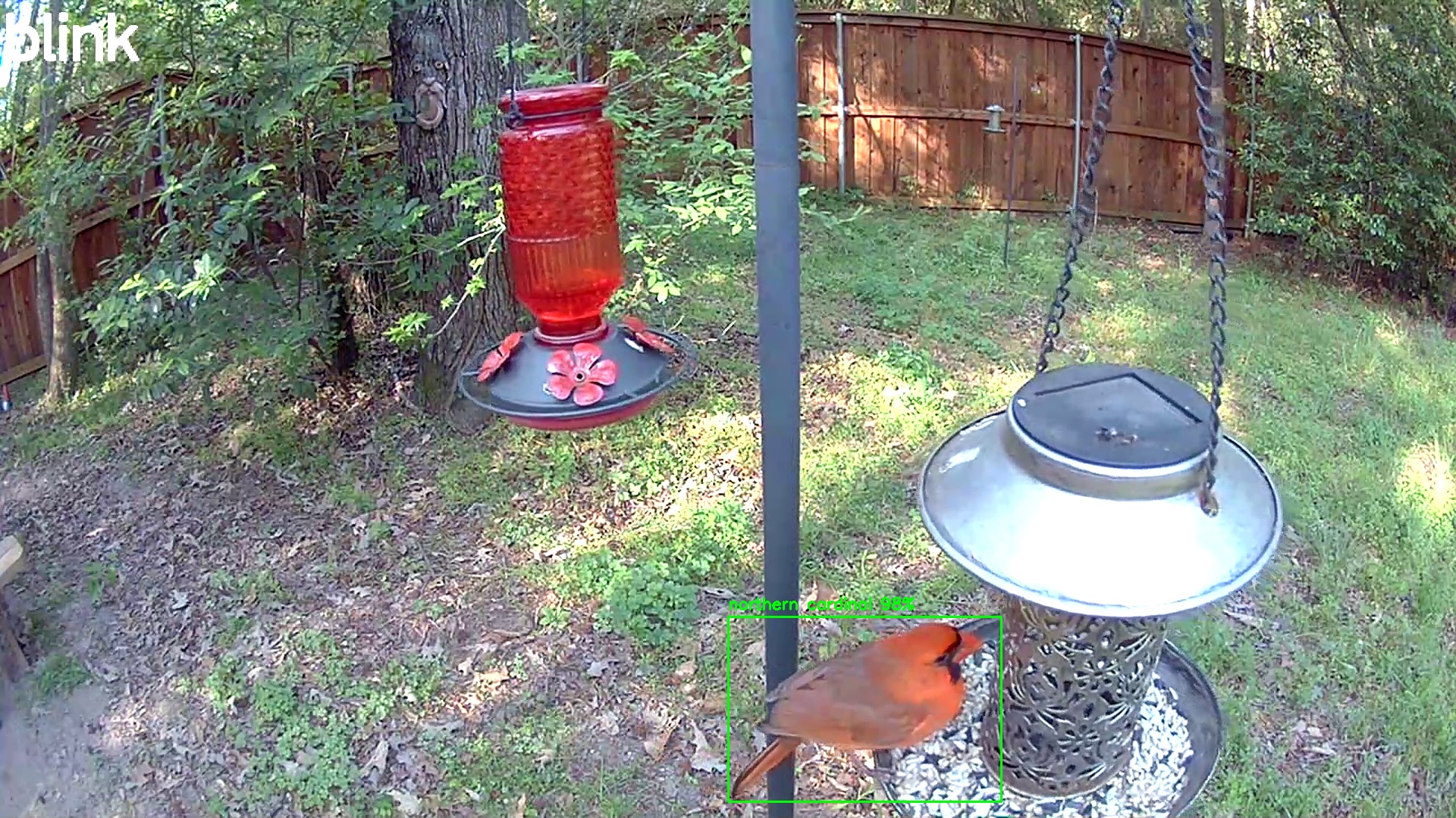 northern cardinal