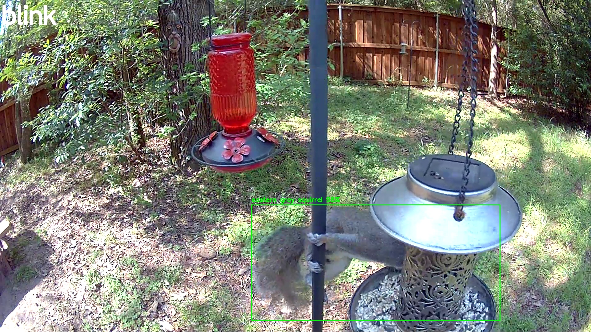 eastern gray squirrel