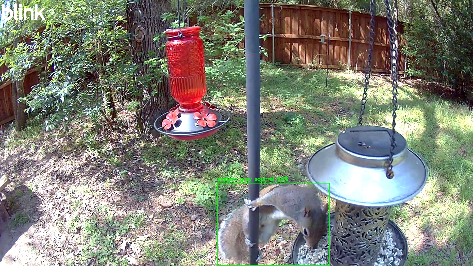 eastern gray squirrel