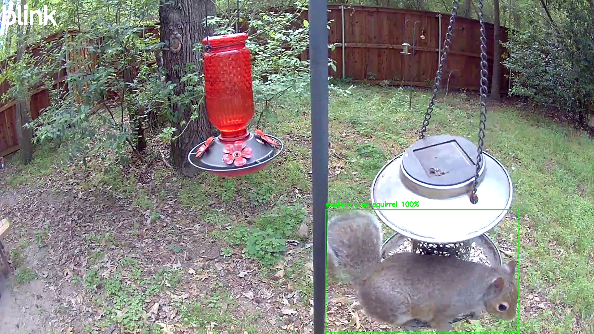 eastern gray squirrel