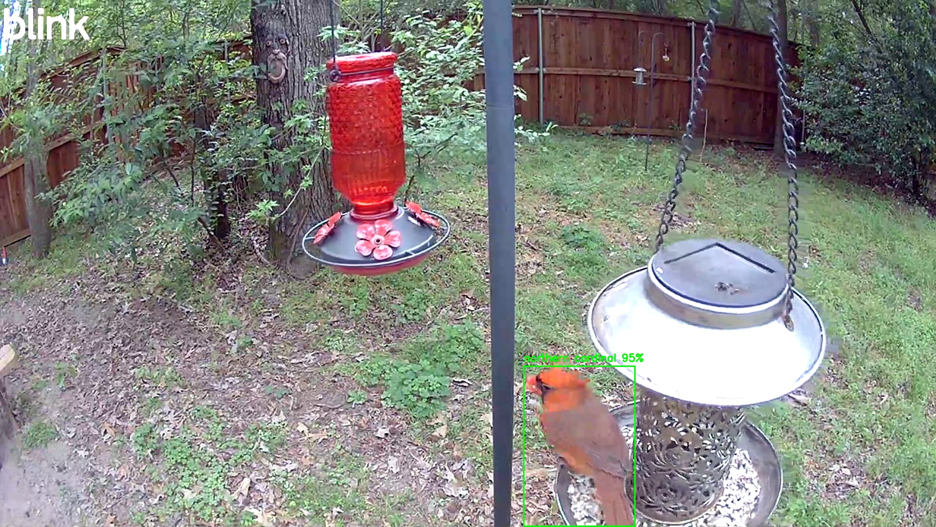 northern cardinal