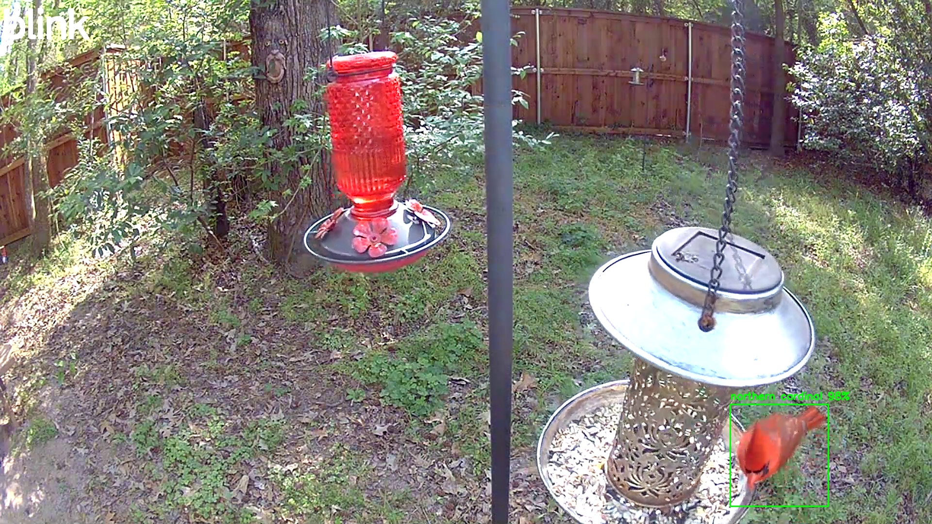 northern cardinal