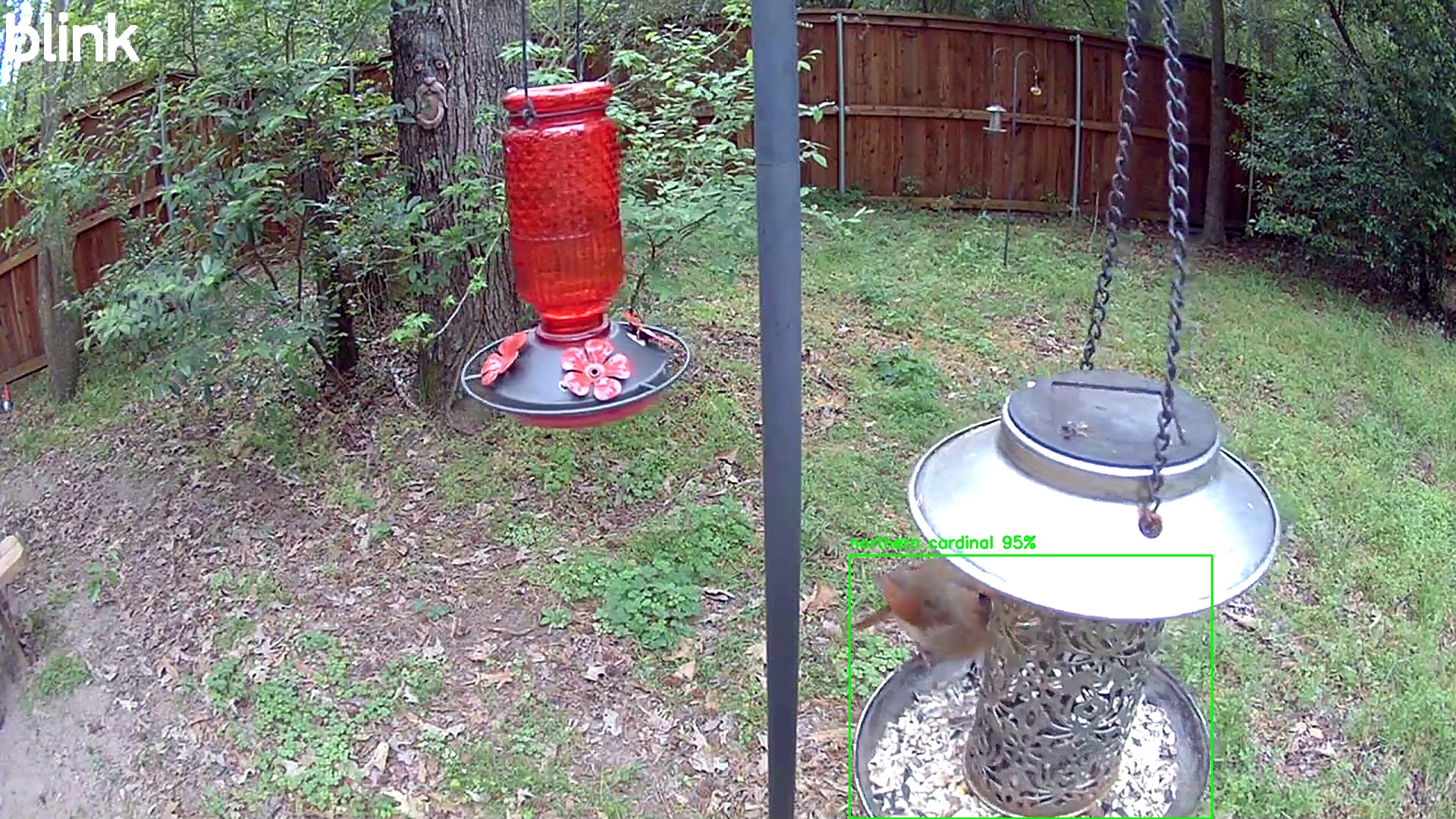 northern cardinal