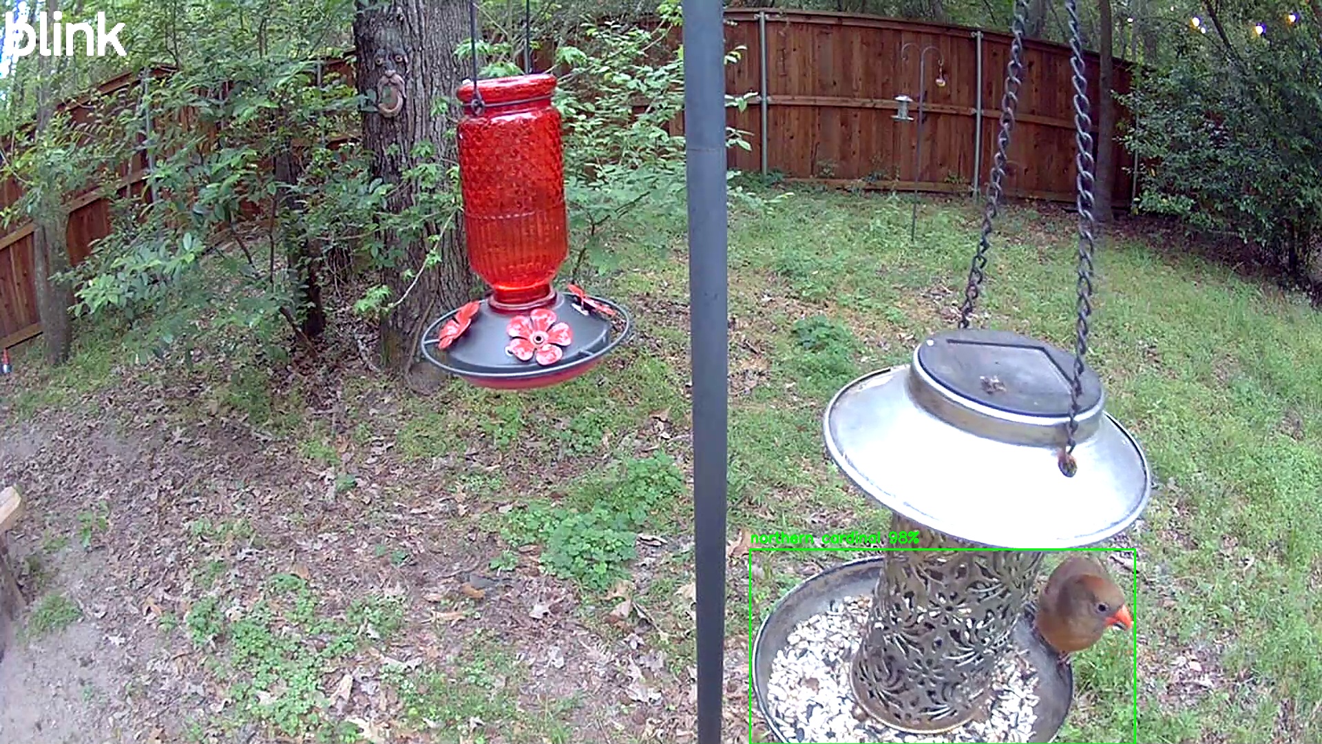 northern cardinal