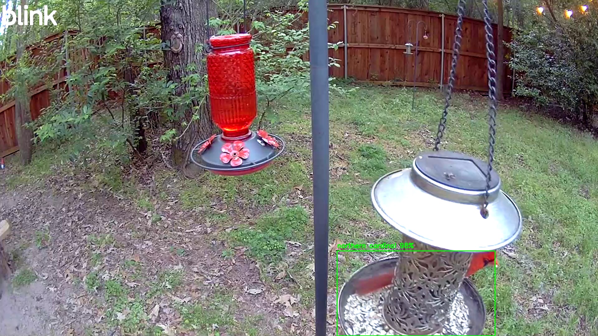 northern cardinal