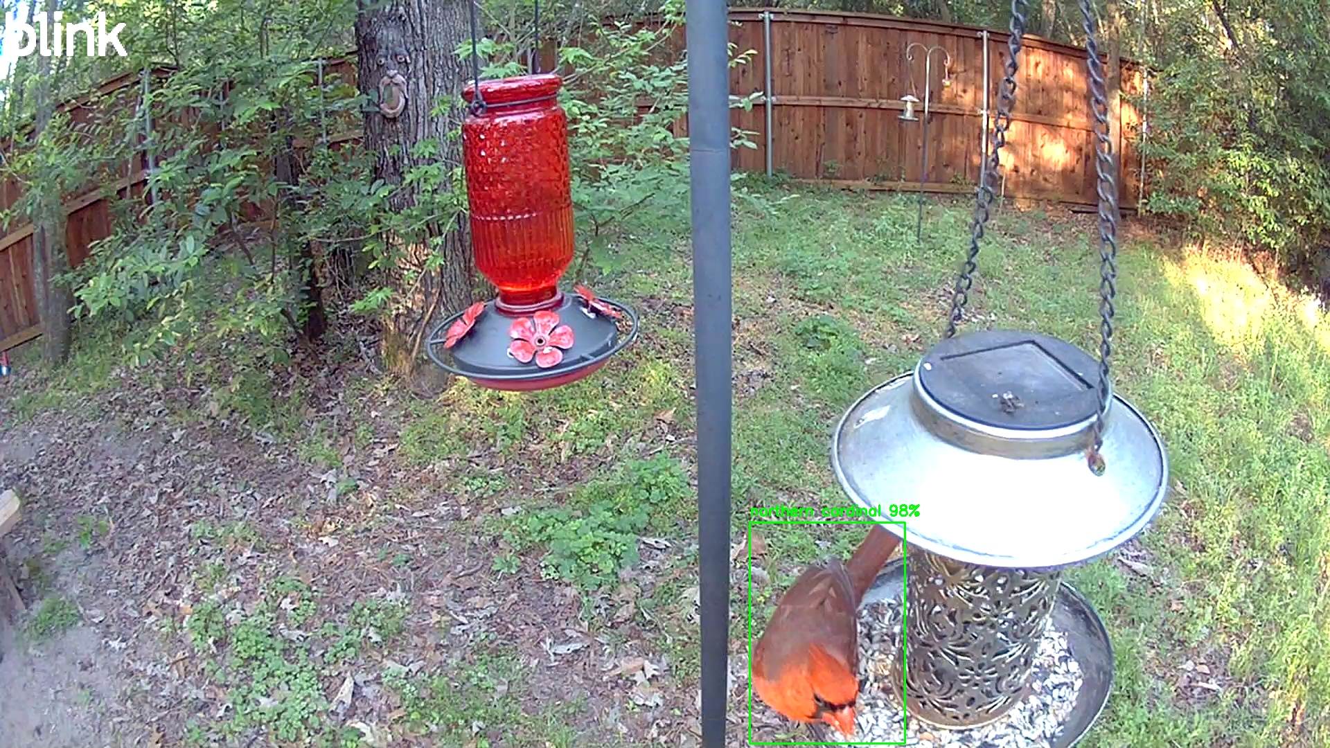 northern cardinal