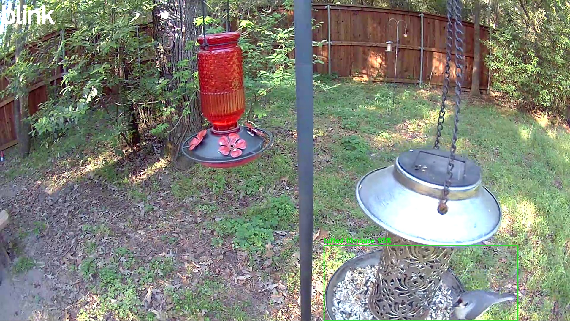 tufted titmouse