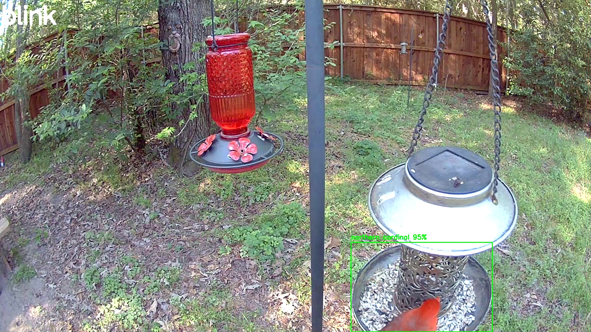 northern cardinal