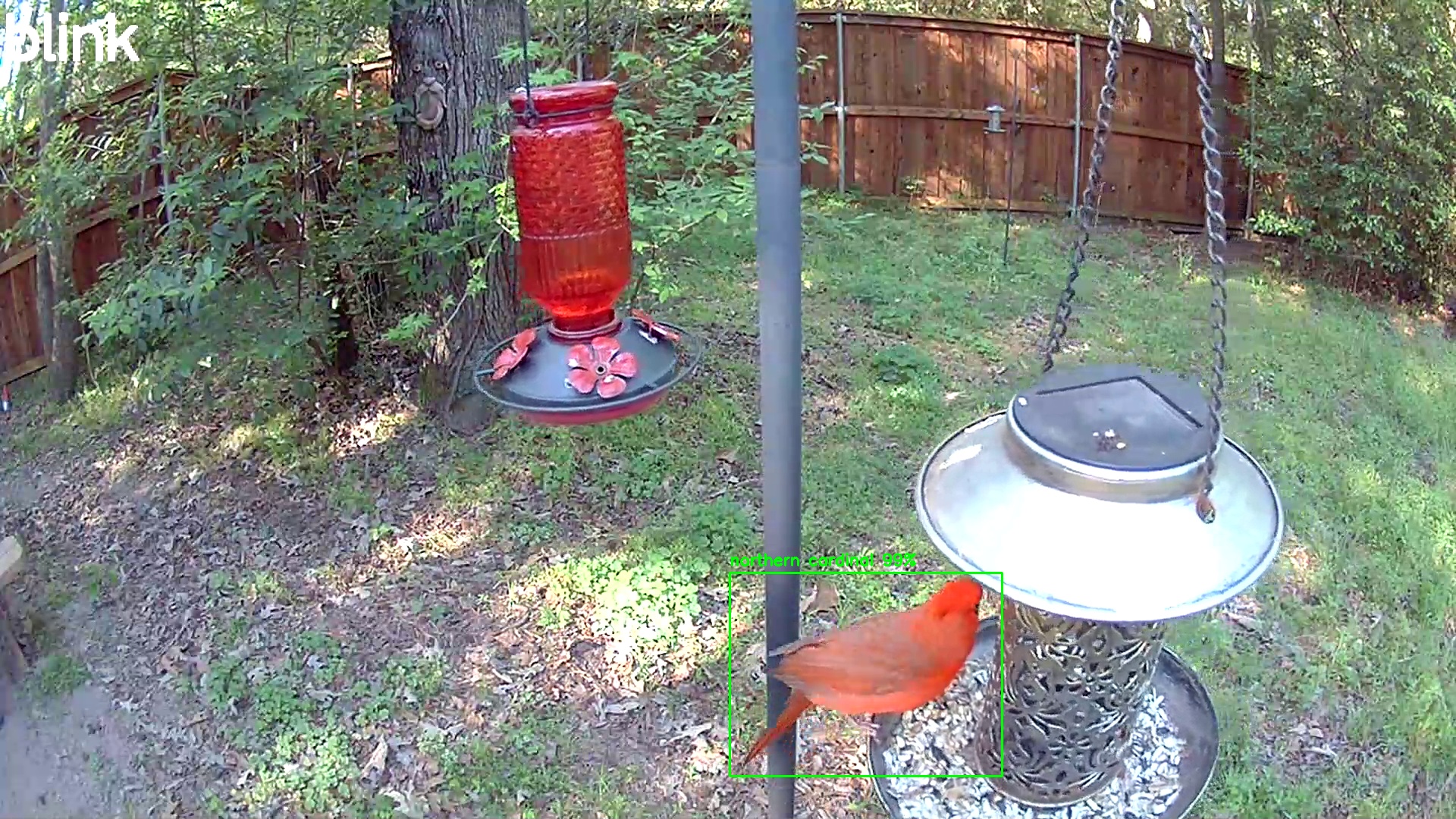 northern cardinal