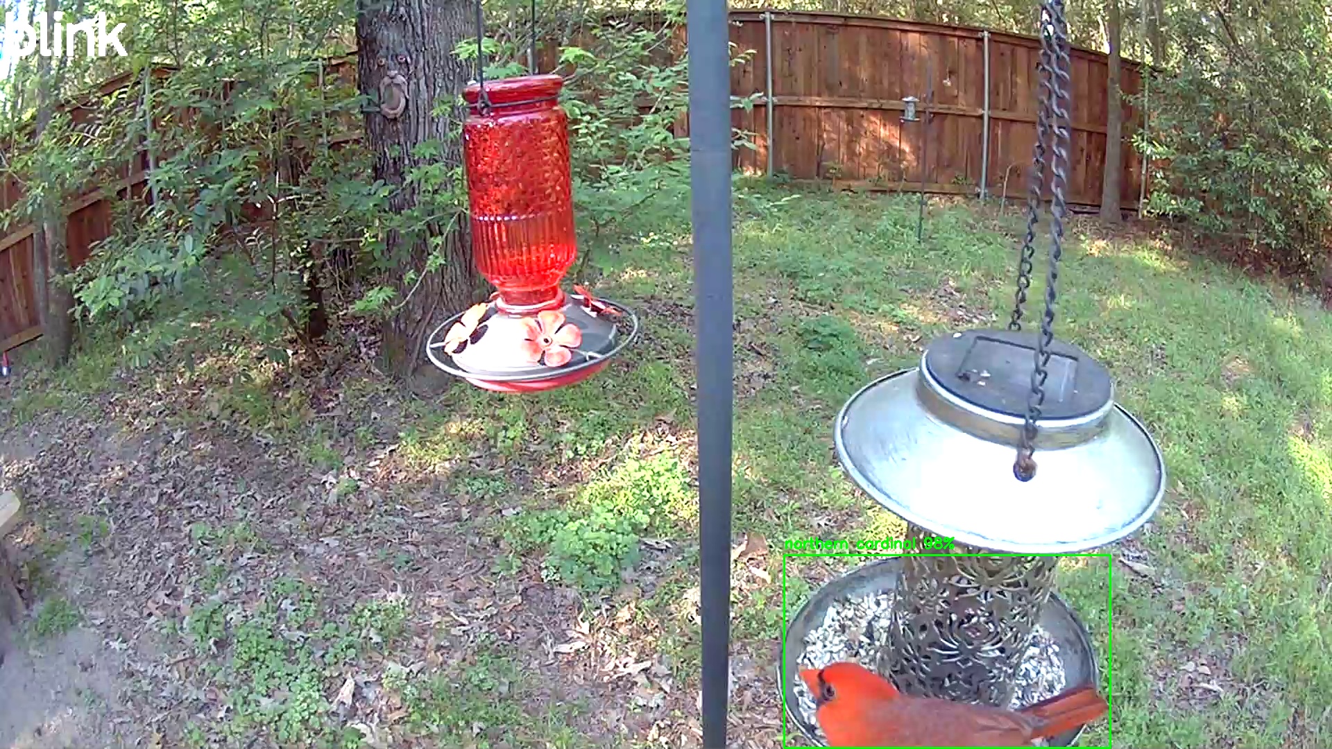 northern cardinal