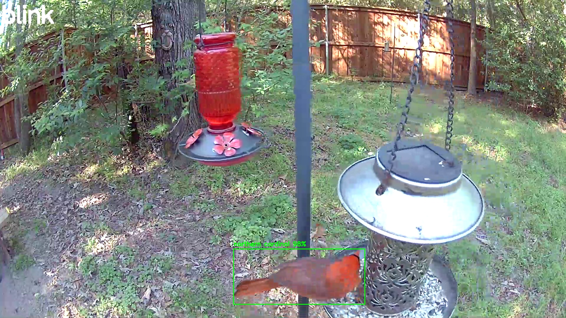 northern cardinal