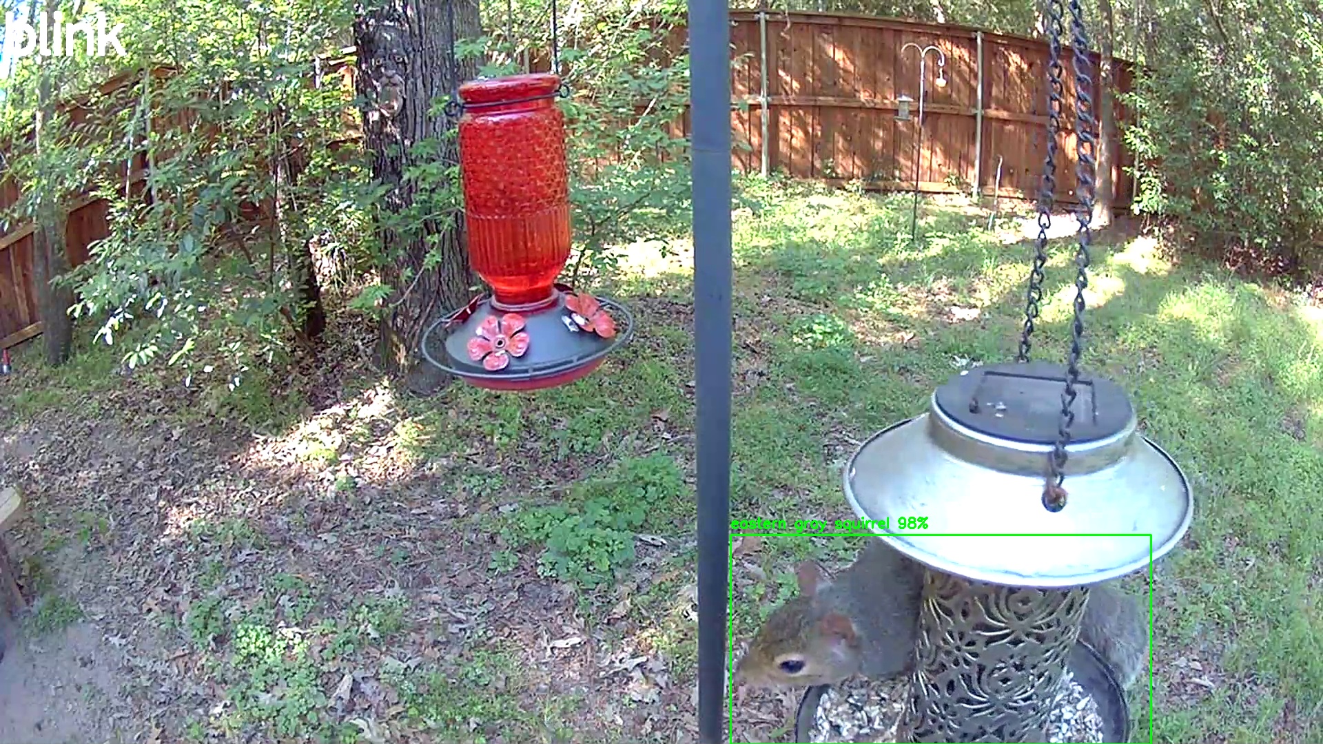 eastern gray squirrel