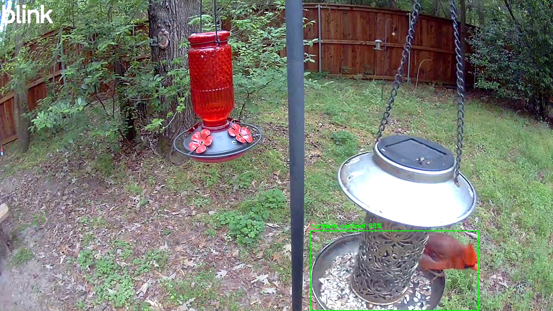 northern cardinal