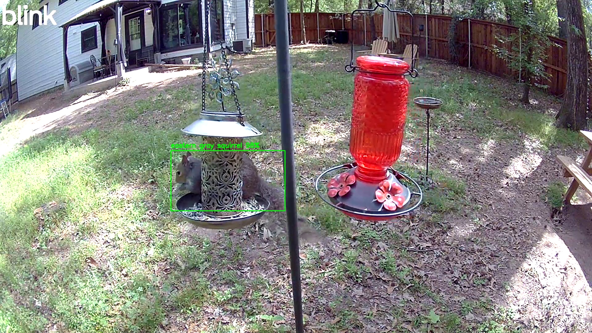 eastern gray squirrel