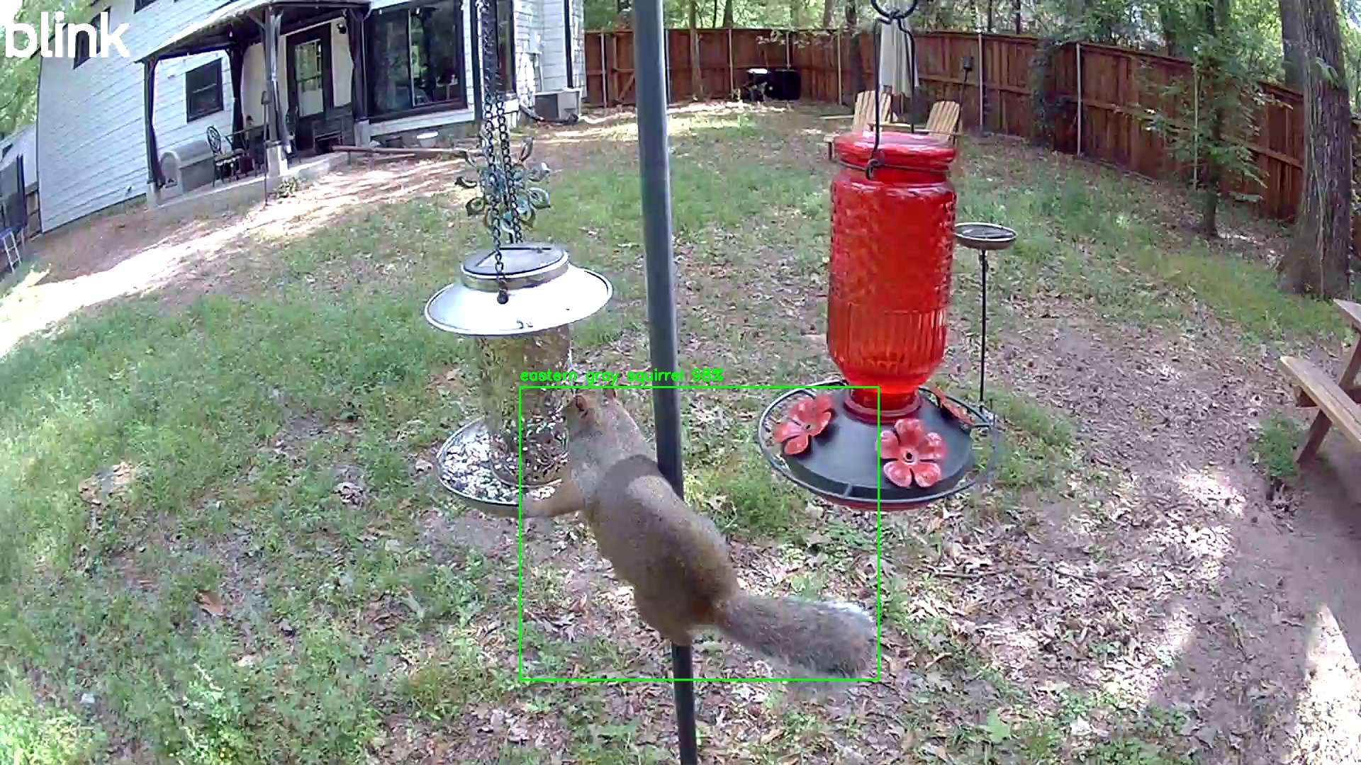eastern gray squirrel