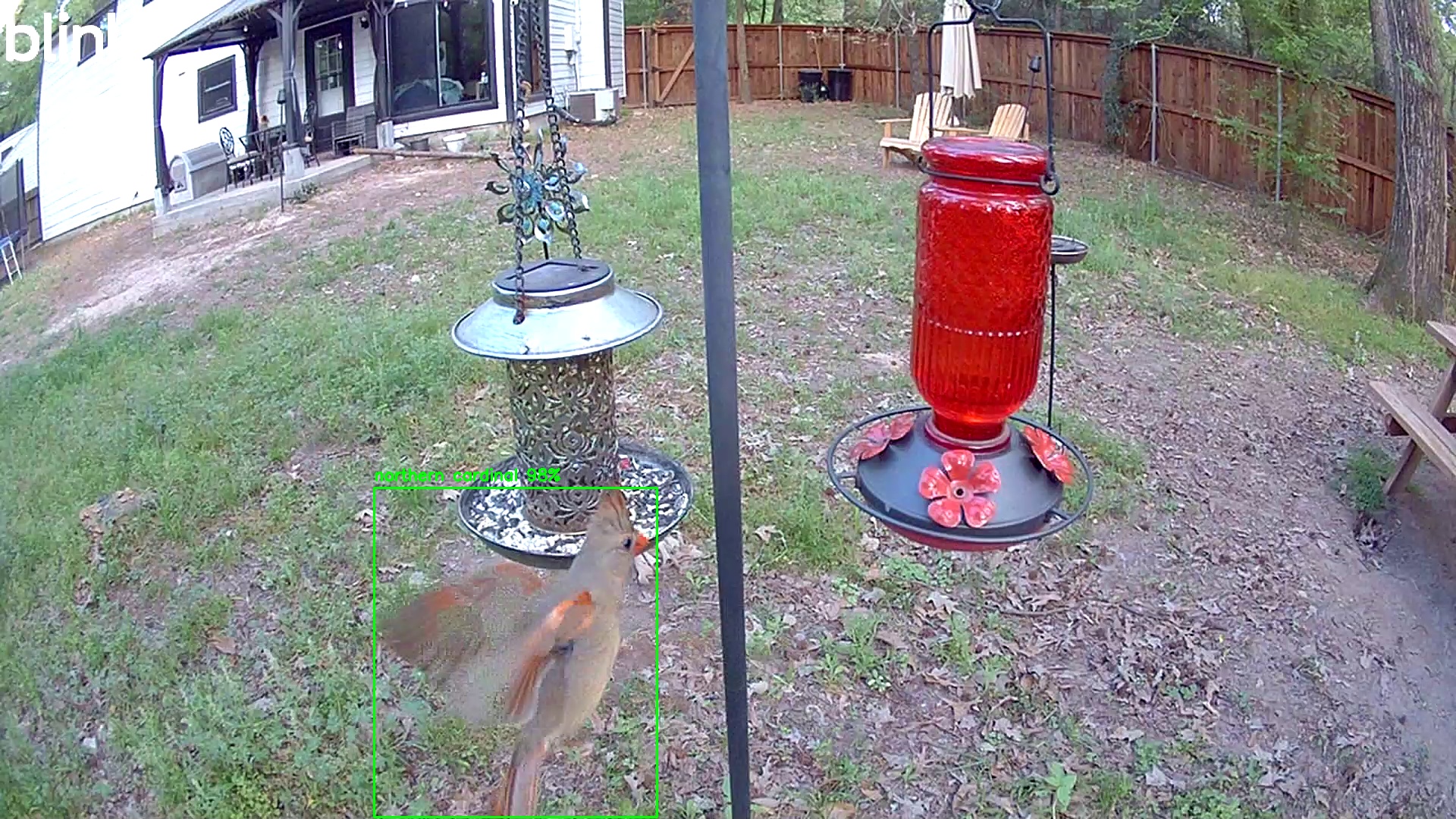 northern cardinal